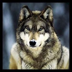 Meet your Posher, Septicsilver